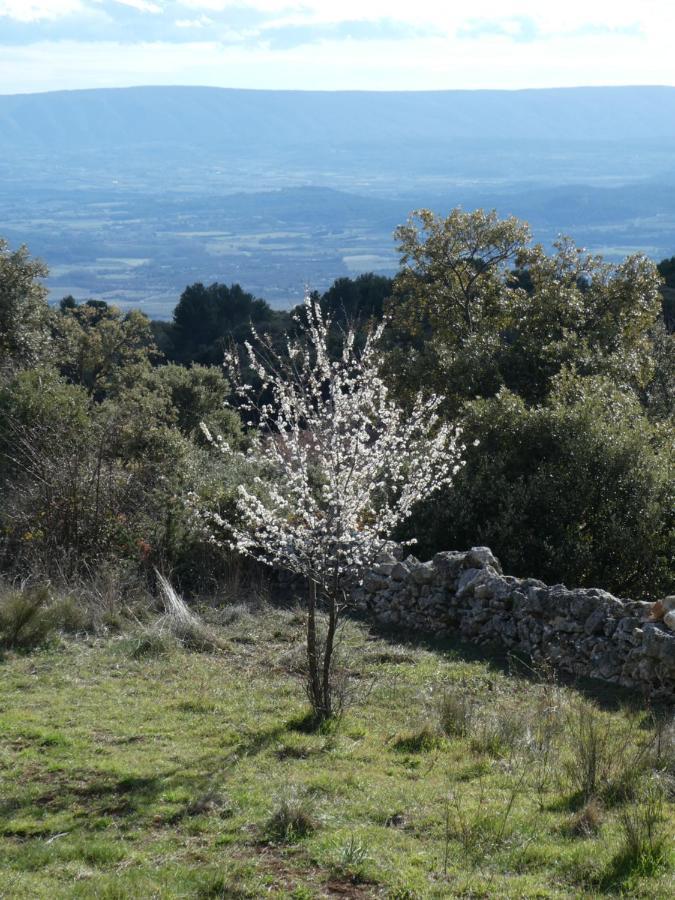 Le Jas Des Aiguiers Hotel Saint-Saturnin-d'Apt Buitenkant foto